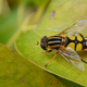 A hoverfly, one of the pollinating insects that stands to benefit from a 1.5 degree warming cap.